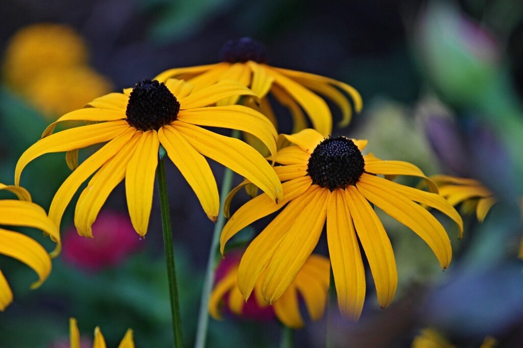 hirta rudbeckia rudbekia owłosiona