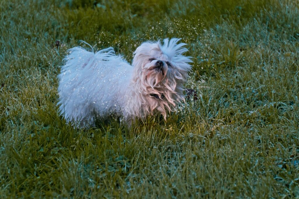 ile żyje maltańczyk miniaturka