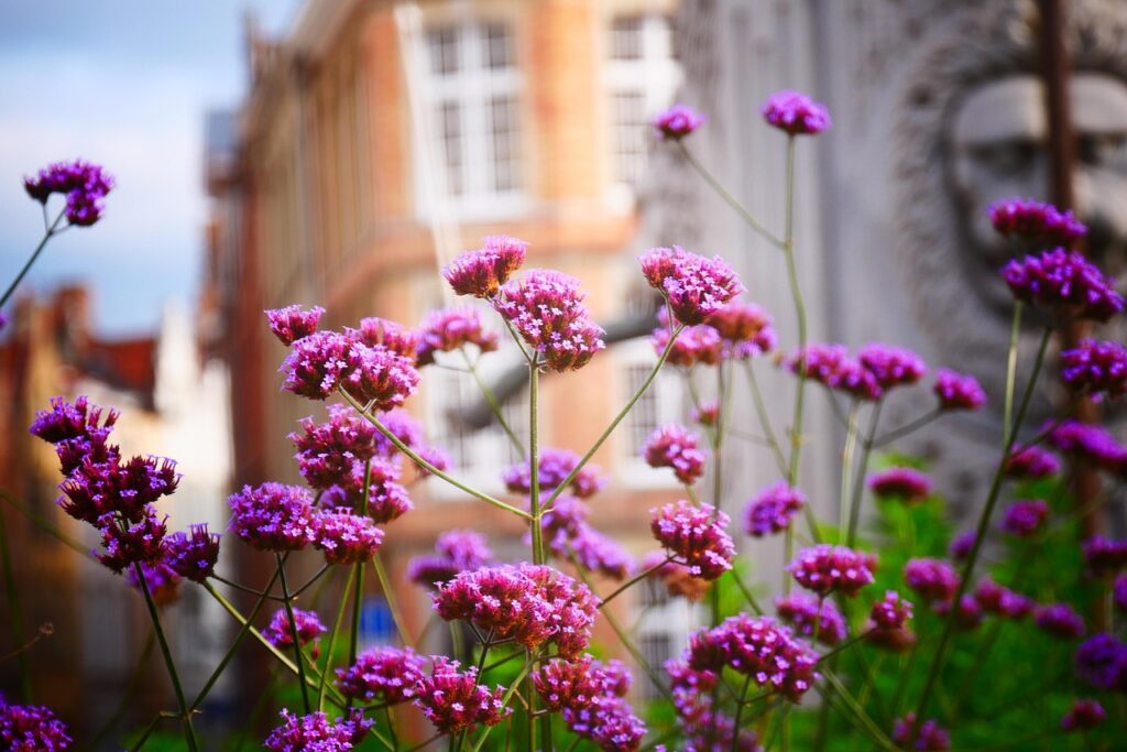 smagliczka nadmorska