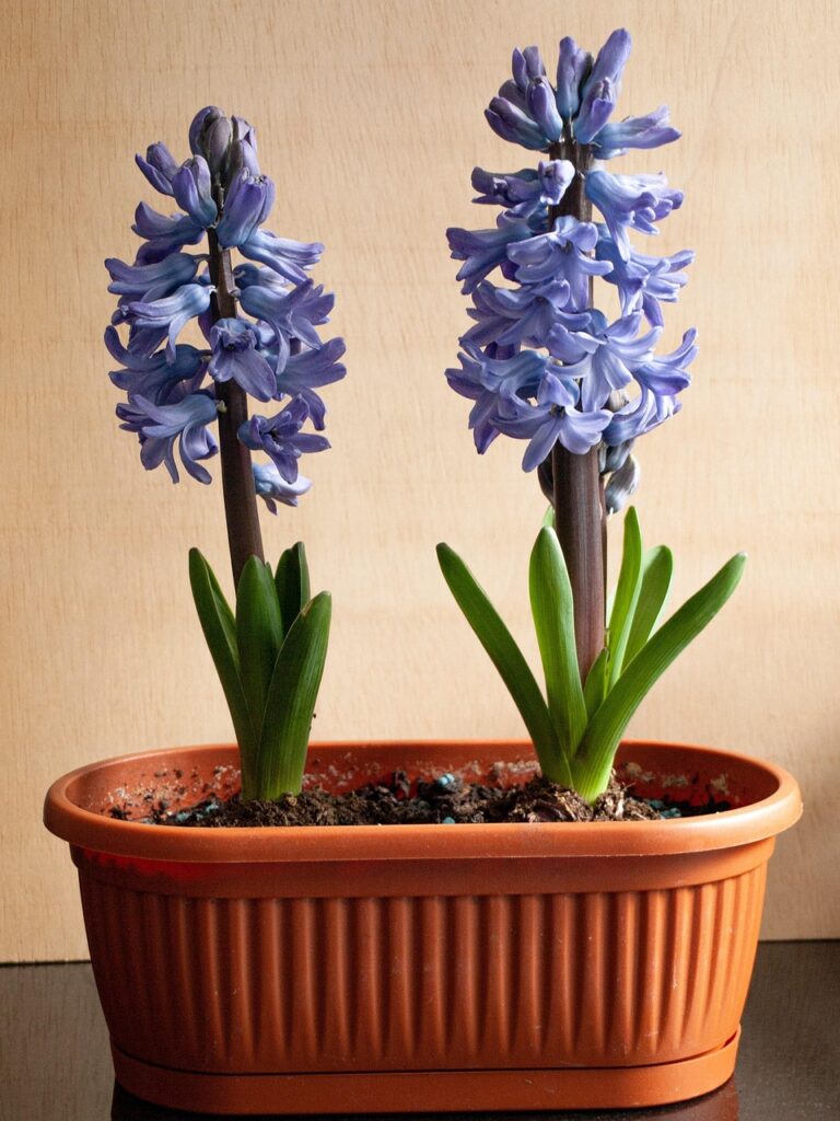 Wczesnowiosenne Kwiaty cebulowe