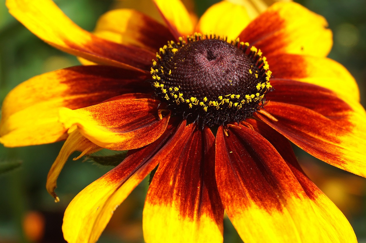 hirta rudbeckia