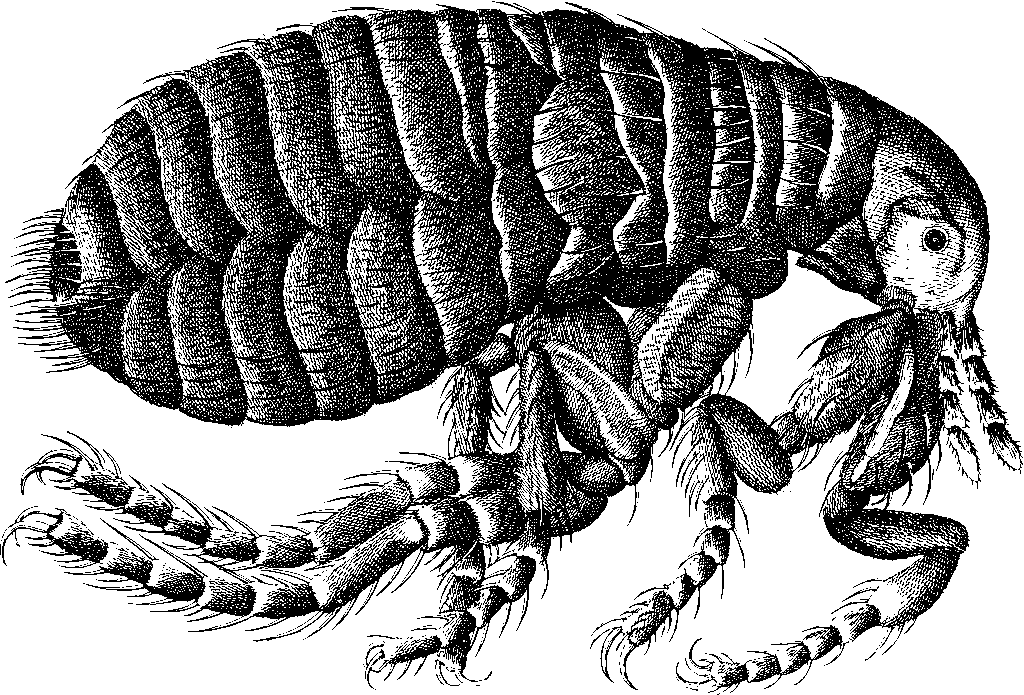 jak wygląda pchła kocia