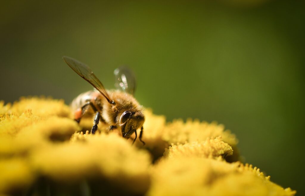 ile żyje pszczoła po ukąszeniu