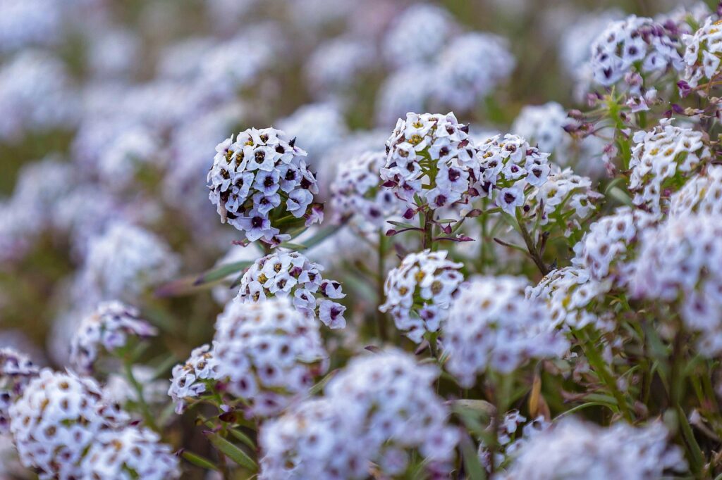 smagliczka wieloletnia