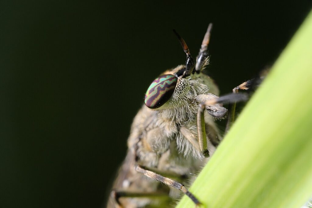 mucha końska a bąk