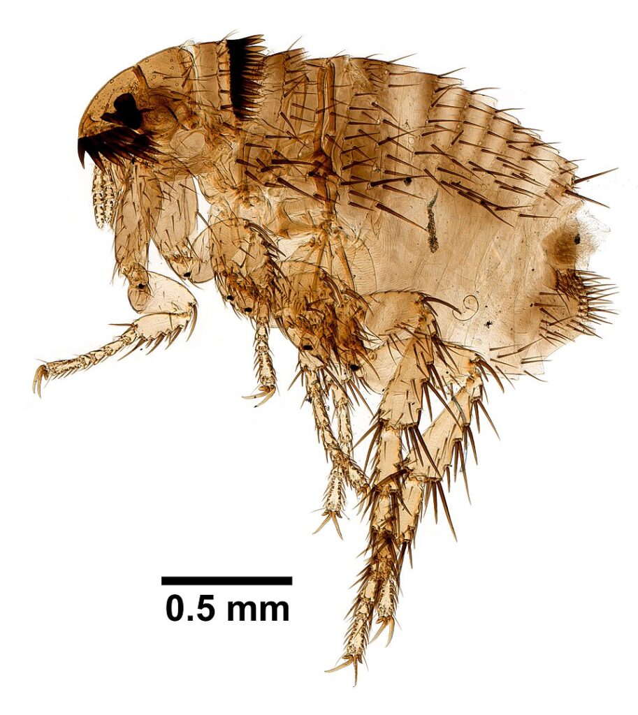 jak wygląda pchła ludzka