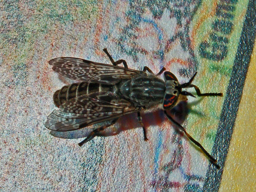 mucha końska ugryzienie