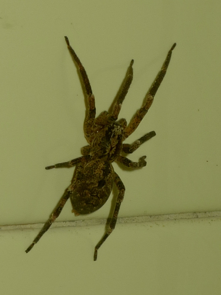 kątniki jak się pozbyć